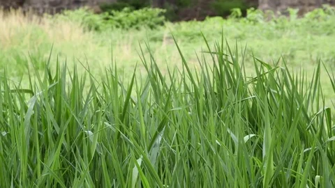 Wind blowing through grass  Stock Footage 81755430