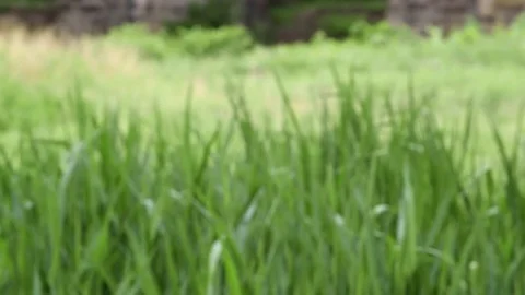  Wind Blowing Through Grass  Stock Footage 81755503