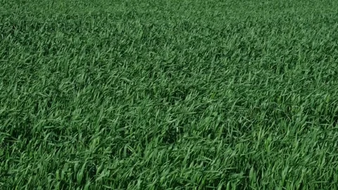 Wind Blowing Through Green Crop Field, Handheld Slow Motion Stock Footage 333399876