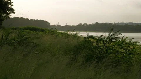 Wind Blowing Through Green Grass 스톡 동영상 314705318