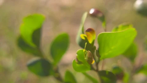 Wind blowing through the green leaves on a sunny day Stock Footage 76197624
