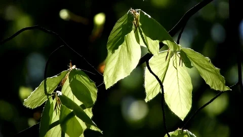 Wind blowing through green leaves, sunny day in springtime Stock Footage 89671253