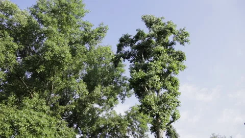 Wind blowing through green leaves on branches against blue sky Stock-Footage 133934598