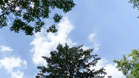 Wind blowing through green leaves on branches against blue sky with clouds Stock-Footage 133936903