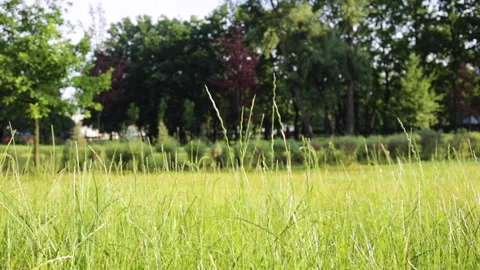 Wind blowing through green spikelets at sunny day in park Stock-Footage 133934289