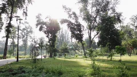 Wind blowing through green trees in park Stock-Footage 133933532