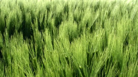 Wind Blowing Through Green Wheat Field Stock Footage 169819246