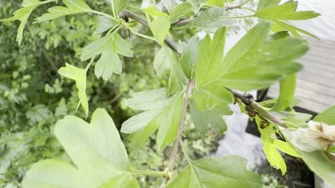 Wind blowing through hawthorn tree leaves slow motion Video stock 334760145