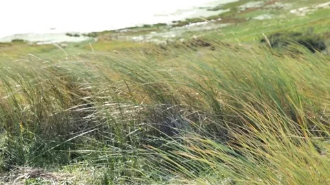 The wind is blowing through high grass on Ameland Island, Netherlands. Video stock 220521087