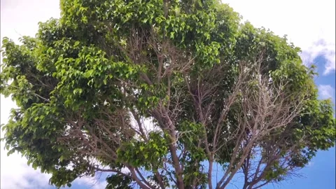Wind Blowing Through Large Green Tree Canopy Against Blue Sky 4K Video stock 335281491