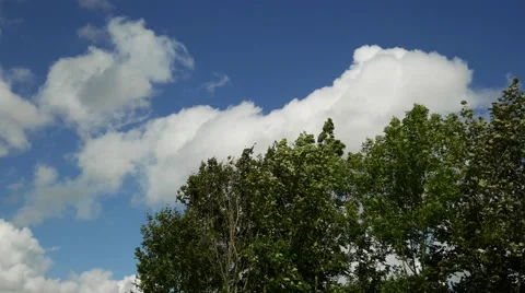 Wind blowing through leafy trees Vídeo Stock 52718305