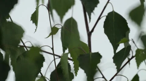 Wind blowing through the leaves of birch 478 Stock Footage 58146206