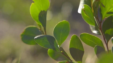 Wind blowing through the leaves on a sunny day Stock Footage 76095183