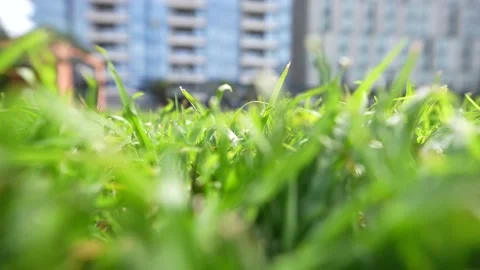 Wind Blowing through Lush green grass with building in background Stock Footage 221431687