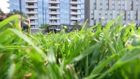 Wind Blowing through Lush green grass with building in background Stock Footage 221431697
