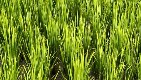 Wind blowing through lush rice fields, Northern Thailand Stock Footage 94787458
