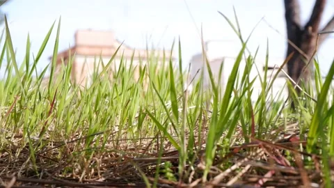 Wind blowing through meadow and green grass Stock Footage 172251272
