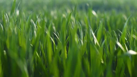 Wind blowing through meadow. green grass Stock Footage 133041939
