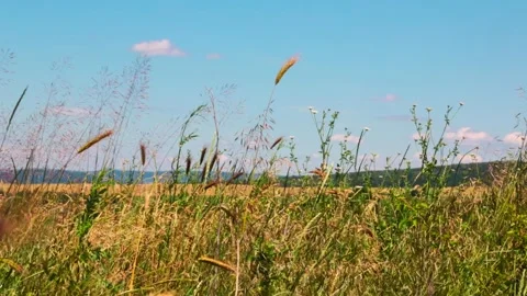 Wind blowing through a mix of weeds in a field on a summer day Video stock 341903036