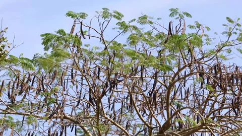 Wind Blowing Through Monkey Pod Tree Branches and Seed Pods 库存影片 320663219