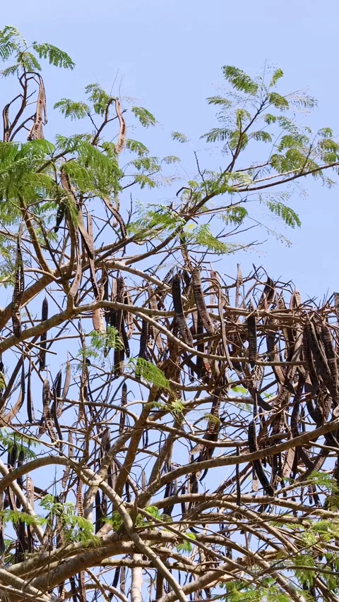 Wind Blowing Through Monkey Pod Tree Branches and Seed Pods Stock Footage 321509568