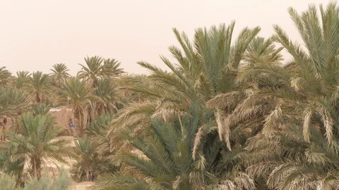 Wind blowing through the palms in M'hamid, Morocco, Africa in 4K Stock Footage 92106685