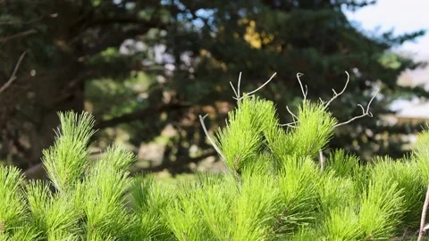 Wind Blowing Through Pine Tree Branches Vídeos de archivo 309355309