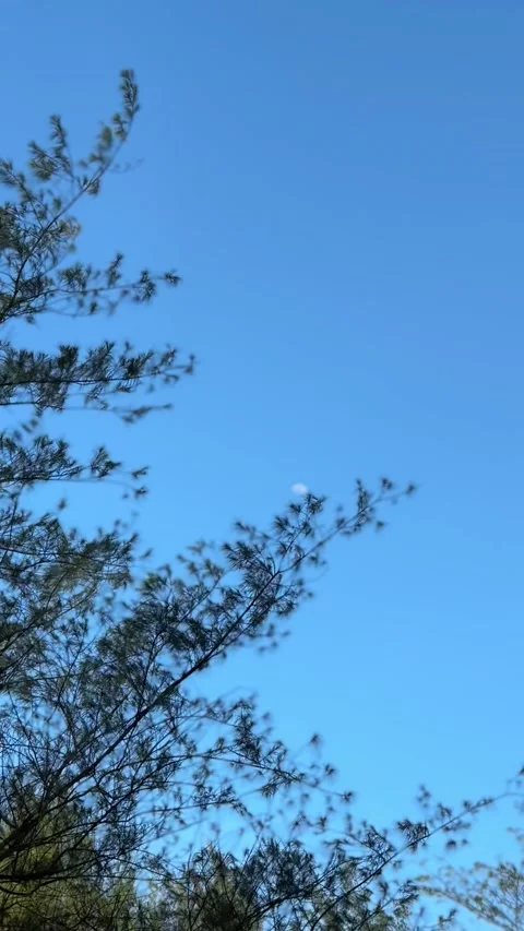 Wind Blowing Through Pine Trees with Blue Sky Above Stock Footage 283381298
