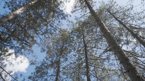 Wind Blowing Through Pine Trees in Zlatibor Countryside Stock Footage 295215331