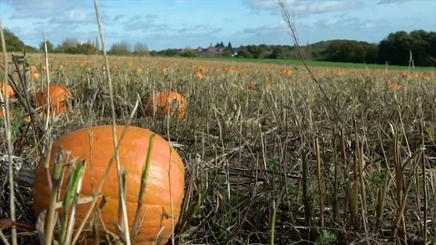Wind blowing through a pumpkin patch Stock Footage 84899744