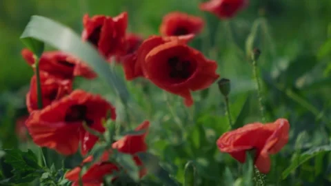 Wind Blowing Through Red Poppy Field in Spring. High quality 4k footage Stock Footage 311281294
