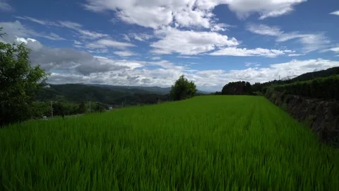 WInd blowing through a rice field on a cloudy summer day, Japan Stock Footage 161065933