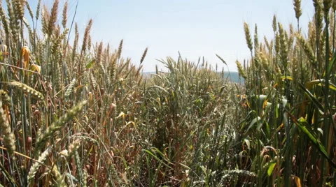 Wind blowing through ripe wheat field in the summer Stock Footage 68421651