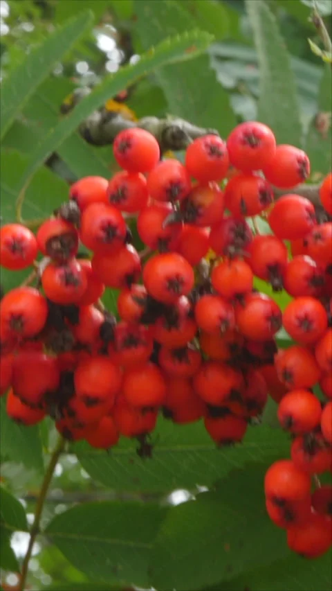 Wind Blowing Through Rowanberry Bush in Garden. Vertical. Stock Footage 284833298