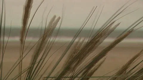 Wind blowing through rushes on a beach Video stock 95608195