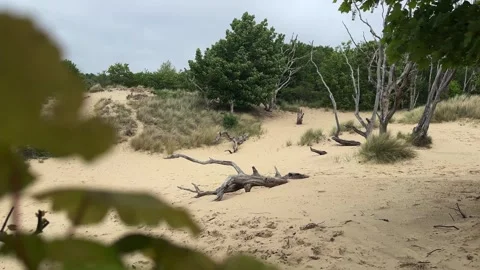 Wind blowing through sandy dunes with driftwood and trees Stockbeeldmateriaal 310510104
