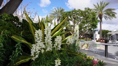 Wind Blowing through Snapdragon Flowers and Plants in an Outdoor mall Stockbeeldmateriaal 279864884