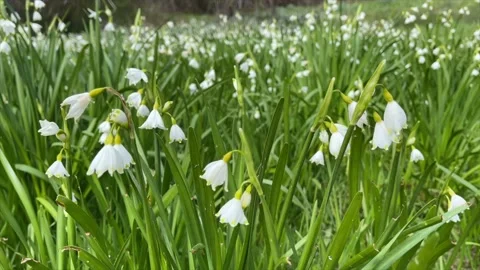 Wind blowing through Snowdrops Stock Footage 154425048