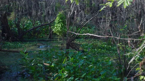 Wind blowing Through a Swamp Stock Footage 172274288