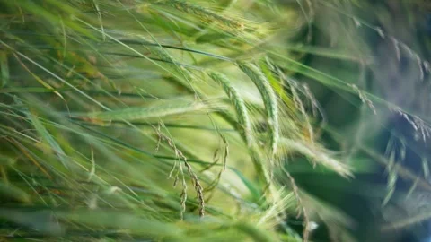 Wind blowing through tall grass creating a serene, natural, Peaceful Wheat field Stock Footage 280080852
