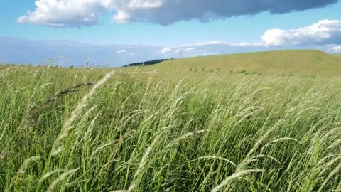 Wind blowing through tall grasses in the month of May. Stock Footage 309608228