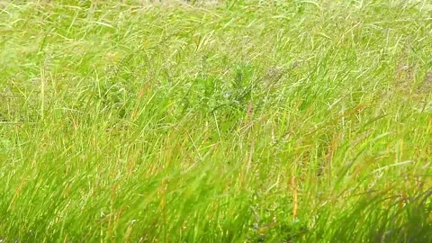 Wind blowing through tall green grass field Vidéo 324902827