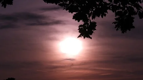 Wind blowing through tree branches at sunset, autumn season, red scenery Video stock 99964867