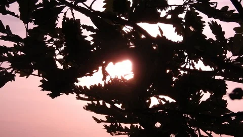 Wind blowing through tree branches at sunset, autumn season, red scenery Stock Footage 99964882