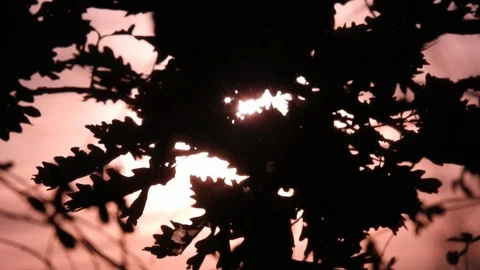 Wind blowing through tree branches at sunset, autumn season, red scenery Video stock 99964894