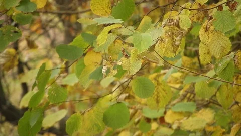 Wind blowing through tree branches, autumn leaves Video stock 99964964