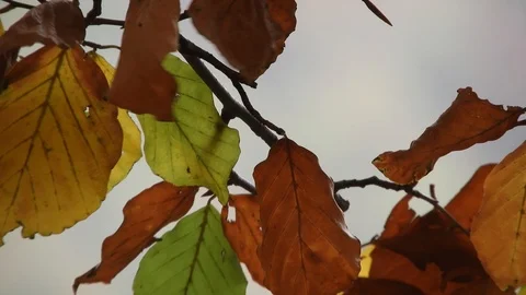 Wind blowing through tree branches, autumn leaves Video stock 99965043