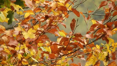 Wind blowing through tree branches, autumn leaves Video stock 99965052