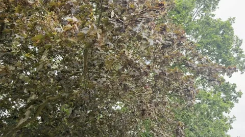 Wind blowing through tree branches panning Vídeos de archivo 335540843
