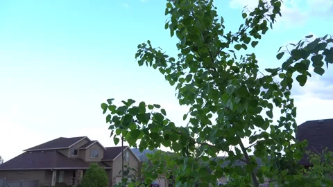 Wind blowing through tree Stock Footage 274113898